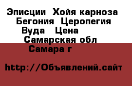 Эписции, Хойя карноза, Бегония, Церопегия Вуда › Цена ­ 150 - Самарская обл., Самара г.  »    